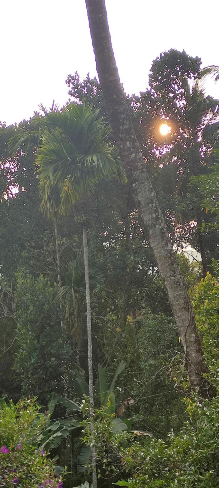 Koonamparayil Home Stay Munnar Anaviratty-Family Only Extérieur photo