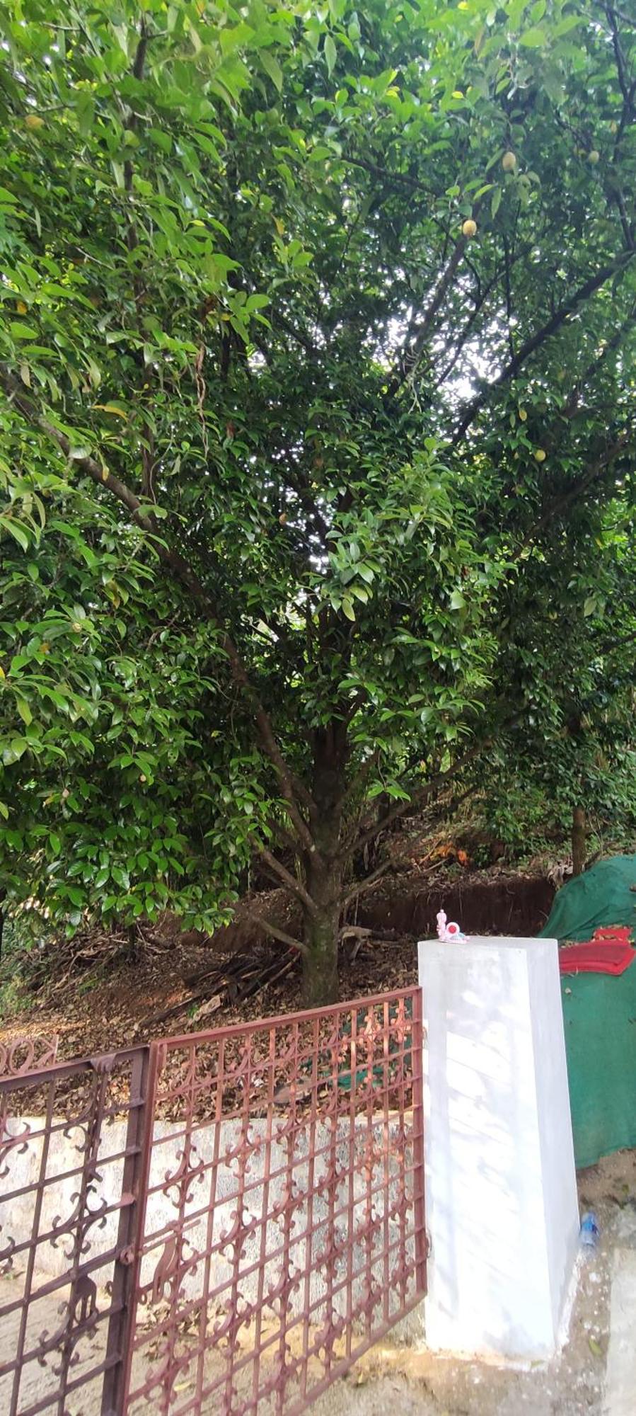 Koonamparayil Home Stay Munnar Anaviratty-Family Only Extérieur photo